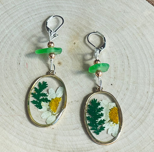Genuine pressed daisy flower earrings with Lake Michigan green beach glass